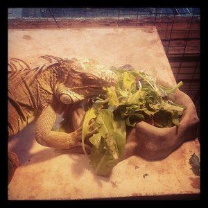 Meet your Posher, Latrisha